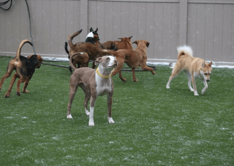 dogs playing at a park