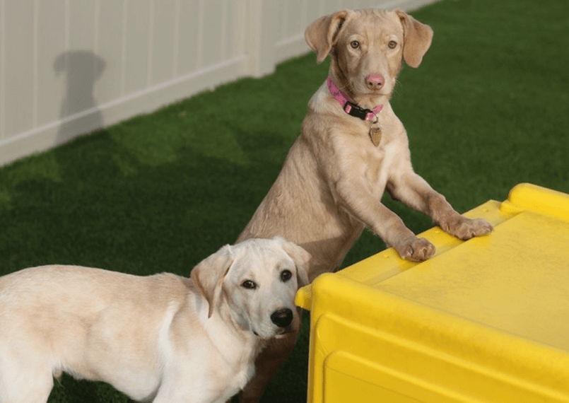 dogs playing at a park
