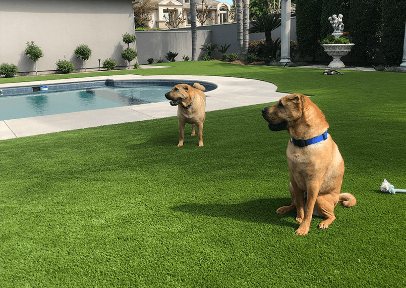 dogs playing at a park