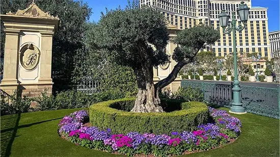 Embelezando os espaços externos do Bellagio Resort com SYNLawn