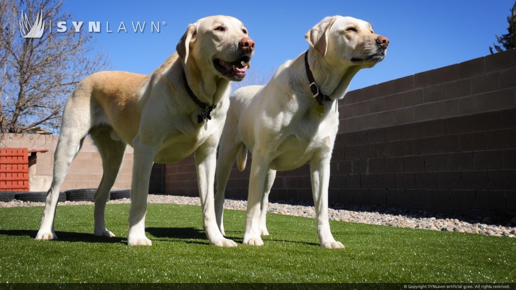 dogs on artificial grass