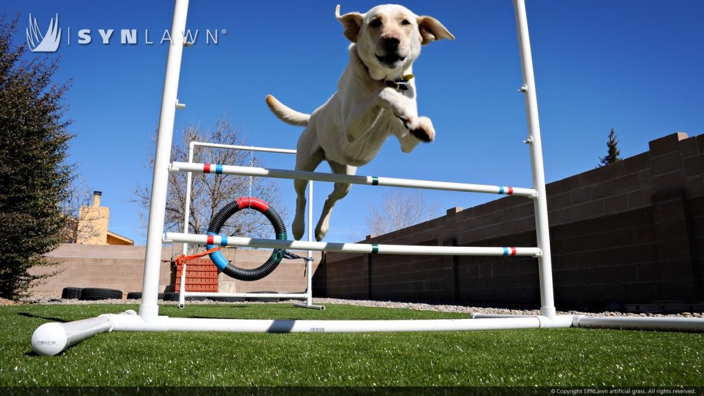 dog agility training