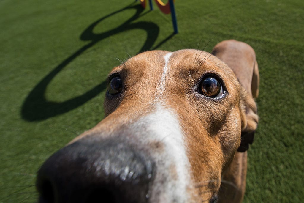 SYNLawn Helps Make Shelter Dogs More Adoptable