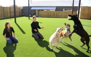 image of synlawn artificial grass at we talk dog birmingham alabama