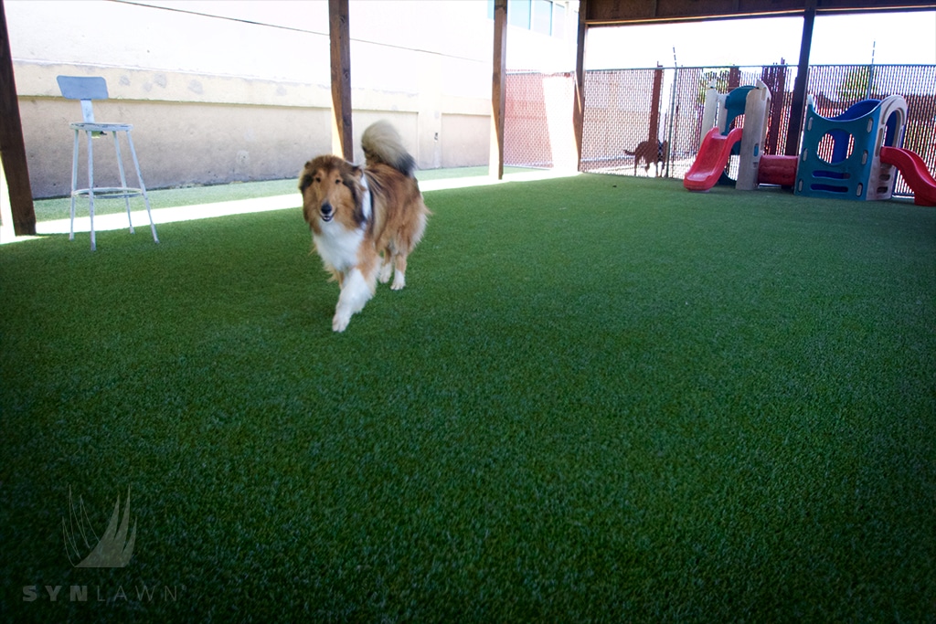 image of a dog on artificial grass