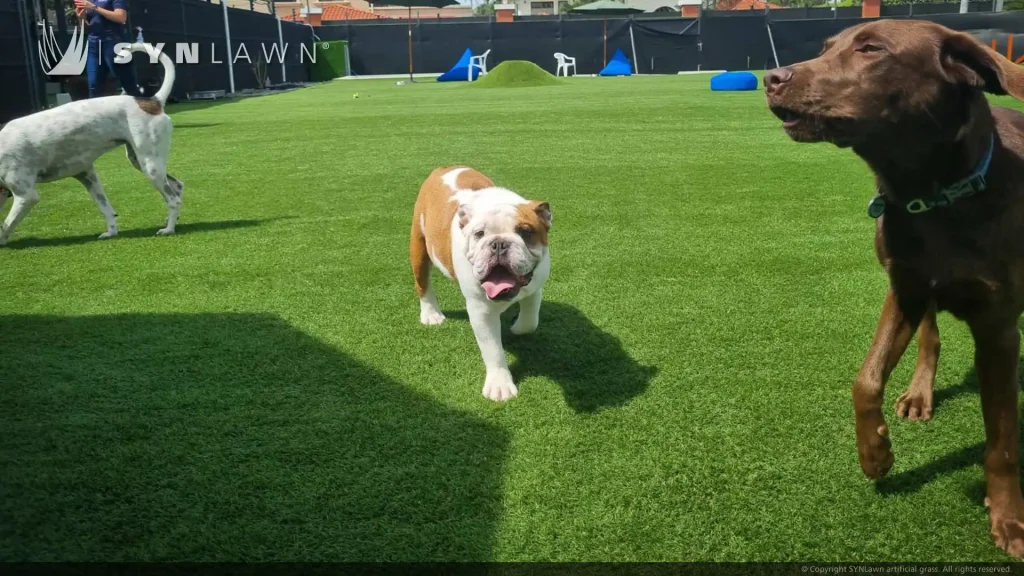 image of animals enjoying Pet-safe SYNLawn artificial grass at the largest dog daycare in Santa Ana Costa Rica