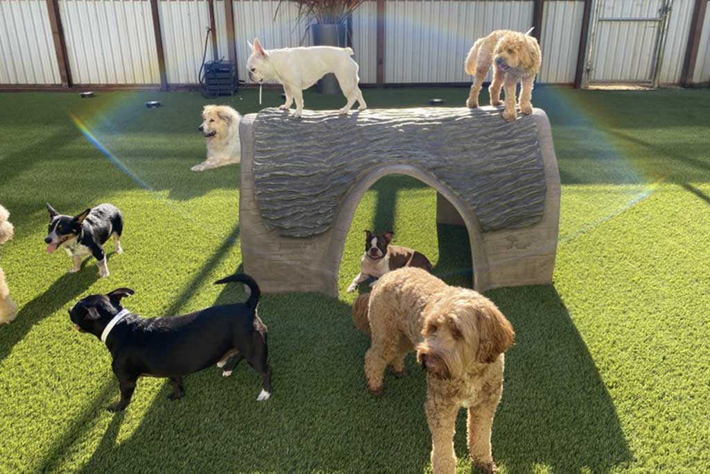 SYNLawn gestaltet den Außenbereich im Pet Camp in San Francisco neu