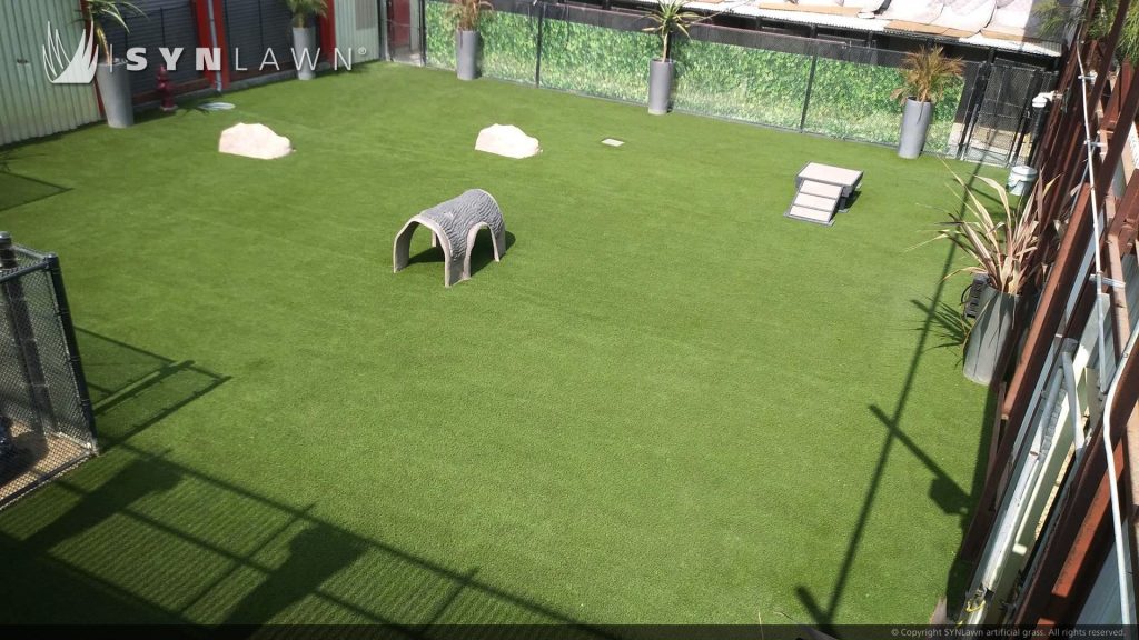 SYNLawn Bay Area San Francisco artificial grass for Pet Camp Day Care Facility