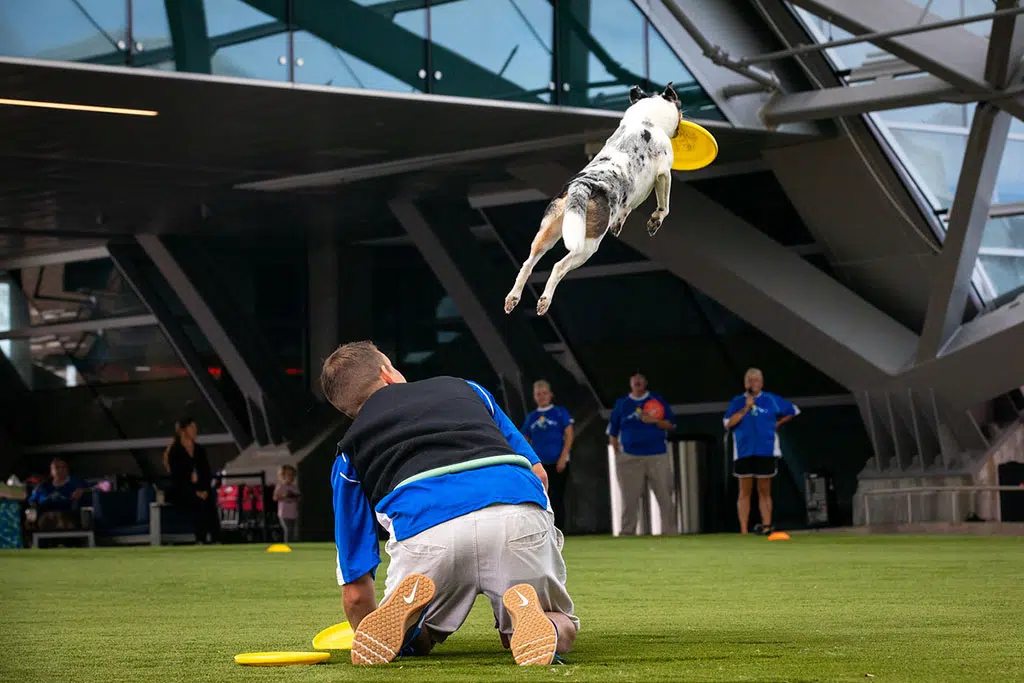 Système de gazon résistant au feu pour le parc éphémère de l'aéroport international de Denver