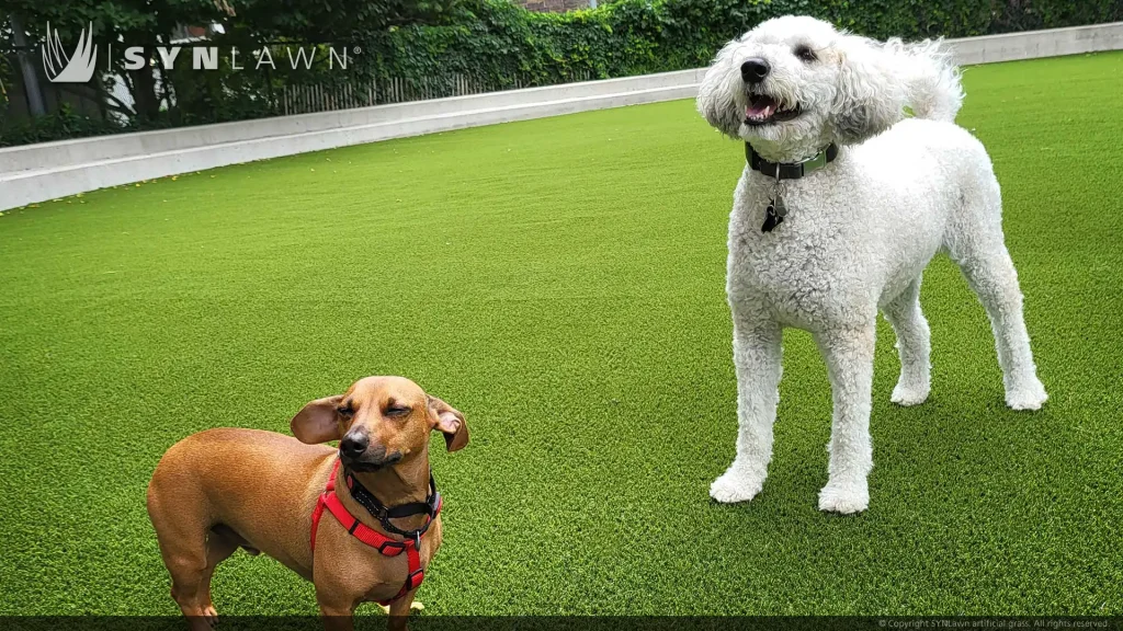 image of SYNLawn artificial pet grass at Brooklyn Bridge Dog Park Pier 6 New York NYC