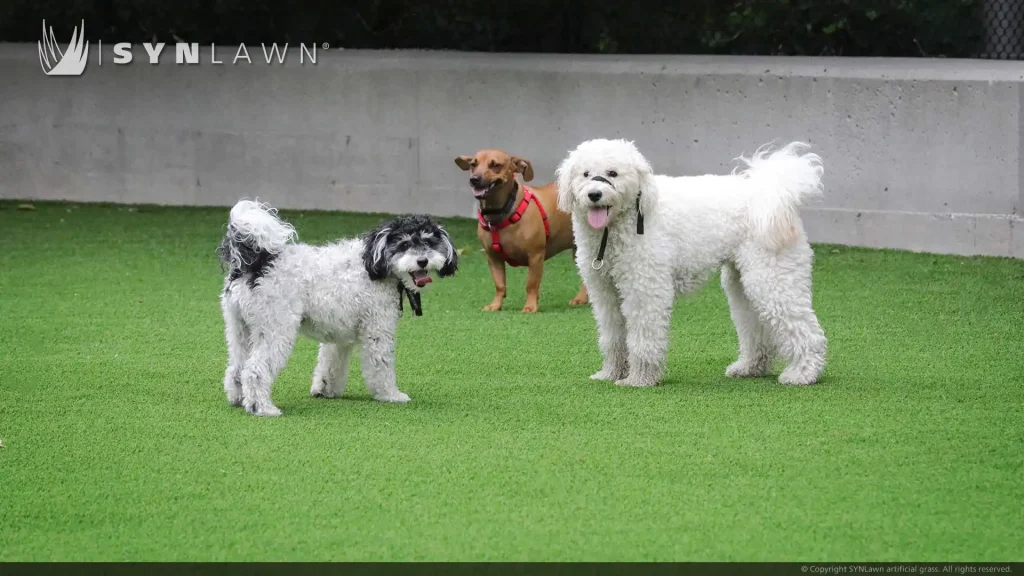 image of SYNLawn artificial pet grass at Brooklyn Bridge Dog Park Pier 6 New York NYC