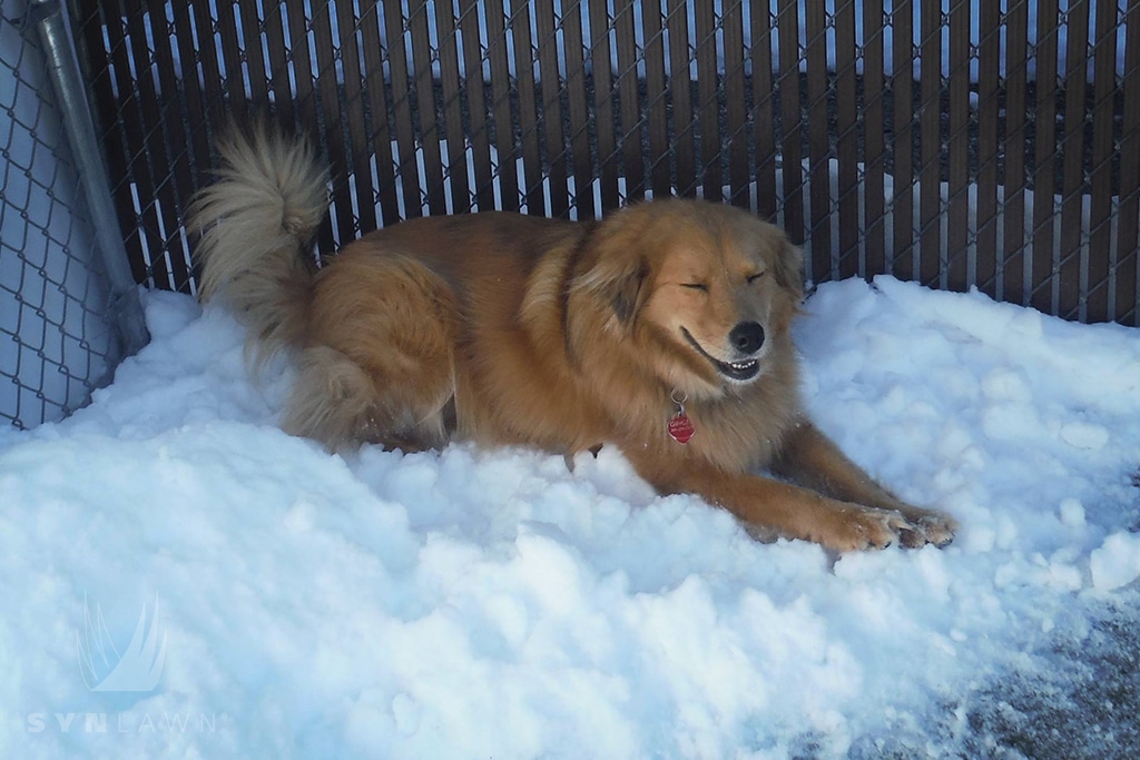 image of dog laying on snow over synlawn