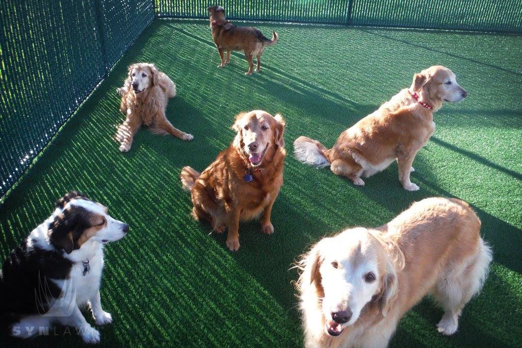 image of dogs at pet resort with synlawn