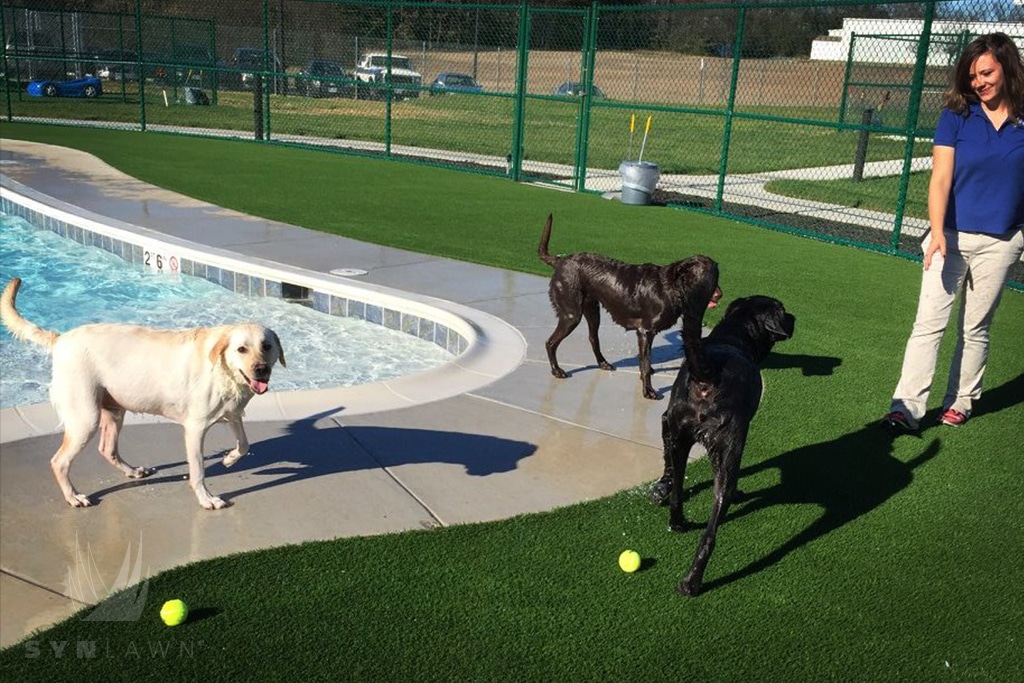 image of dogs playing at pet resort with fake turf