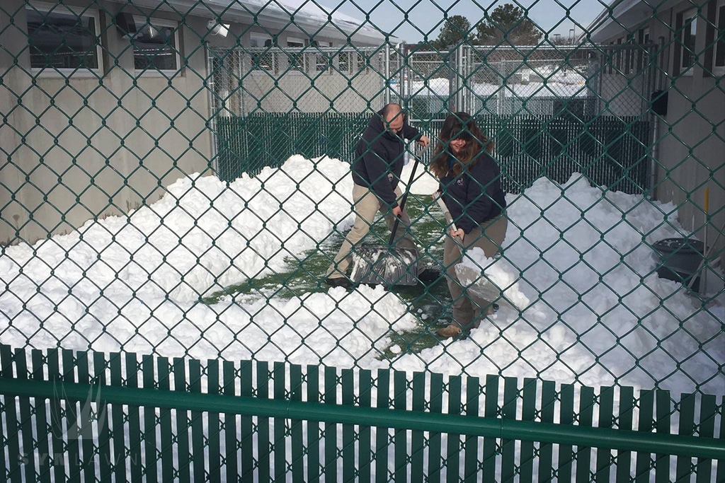 image of staff shoveling snow over artificial pet grass