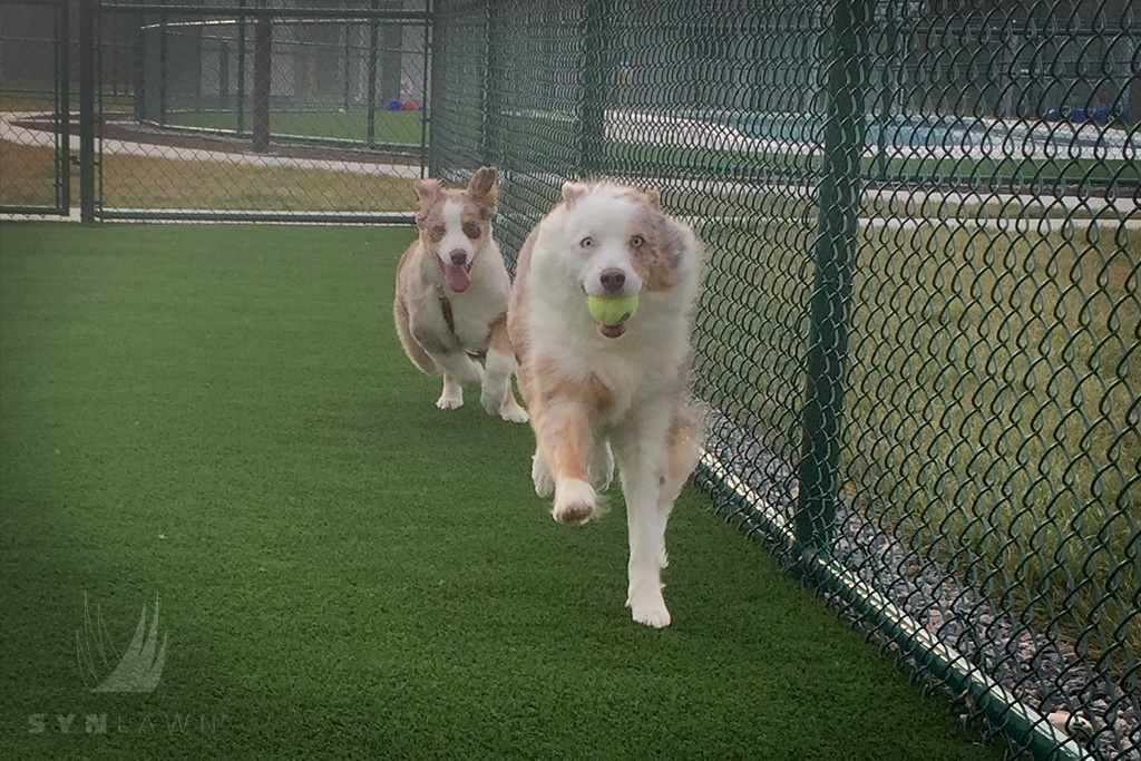 image of dogs running at Richmond VA pet resort with artificial grass