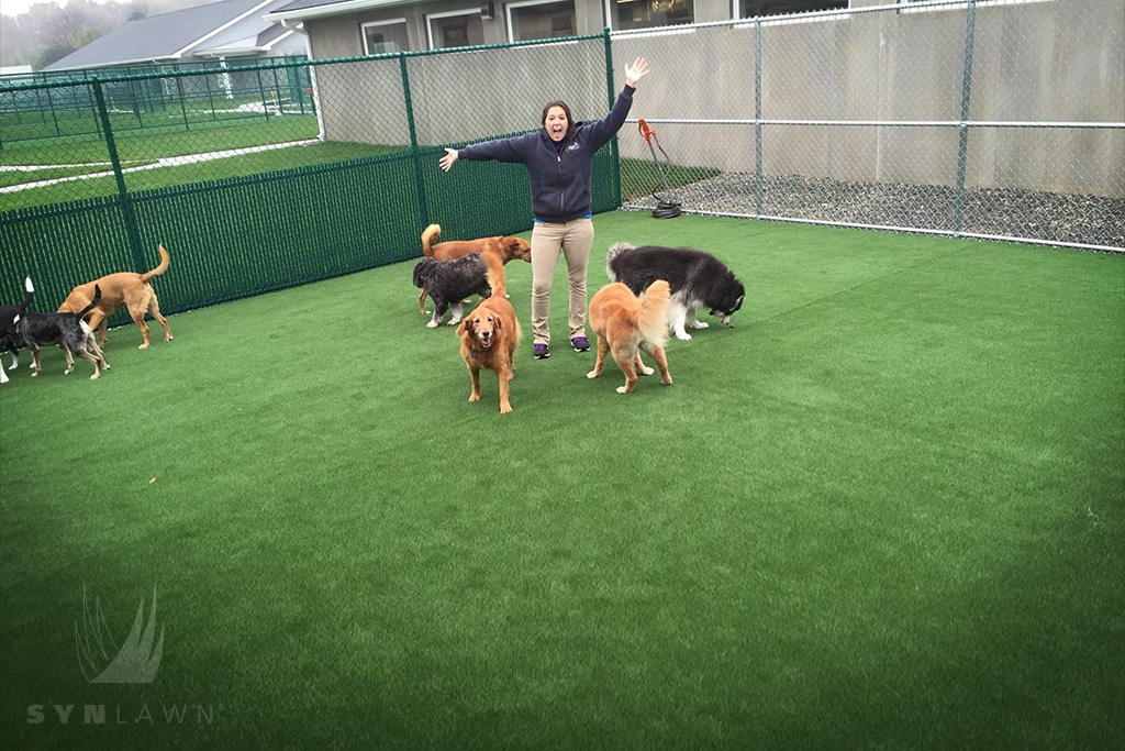 image of dogs running outside on artificial pet grass