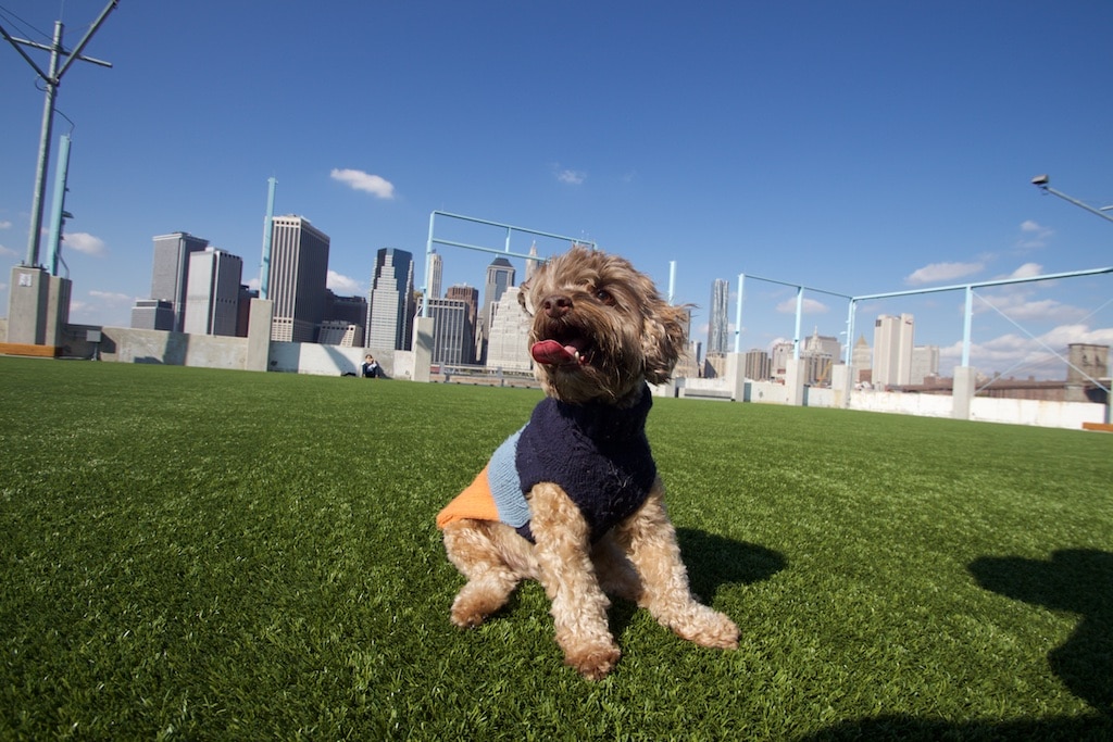 Embelezamento SYNLawn no Brooklyn Bridge Park