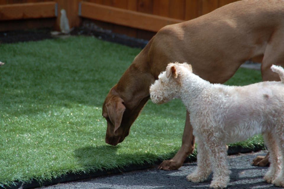 Are your dogs eating pesticides for lunch?