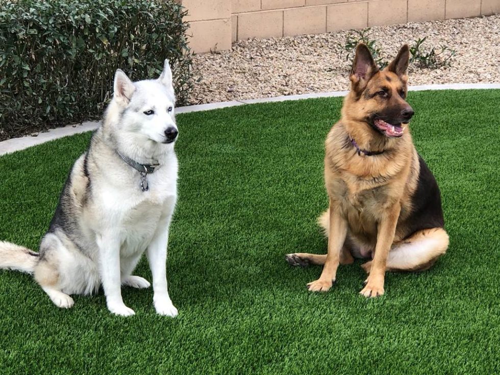 image of pets on synlawn artificial grass