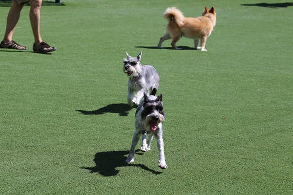 image of margaret pace dog park miami