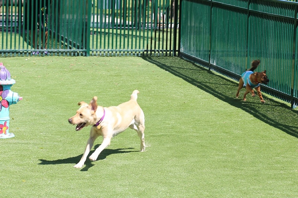 image of margaret pace dog park miami