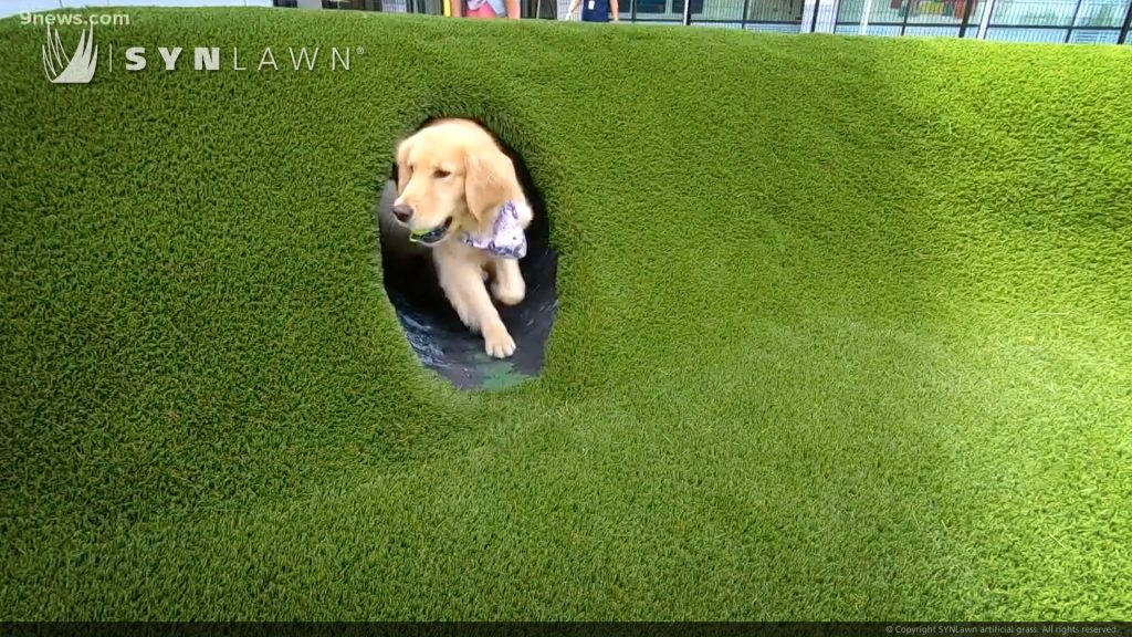 image of SYNLawn Pet Premium artificial grass at the Children's Hospital Colorado Canine Respite Dog Park Denver