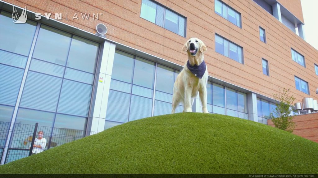 image of SYNLawn Pet Premium artificial grass at the Children's Hospital Colorado Canine Respite Dog Park Denver