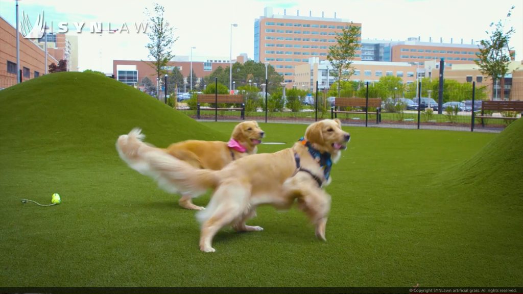 image of SYNLawn Pet Premium artificial grass at the Children's Hospital Colorado Canine Respite Dog Park Denver