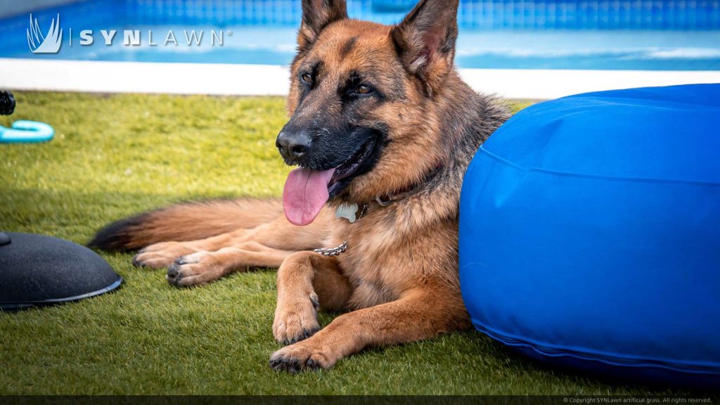 image of SYNLawn artificial grass at Domatico Dog Park Hotel and Daycare in Costa Rica