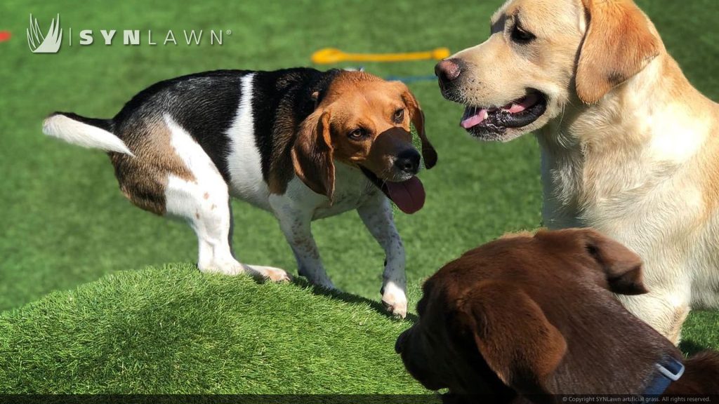 image of SYNLawn artificial grass at Domatico Dog Park Hotel and Daycare in Costa Rica