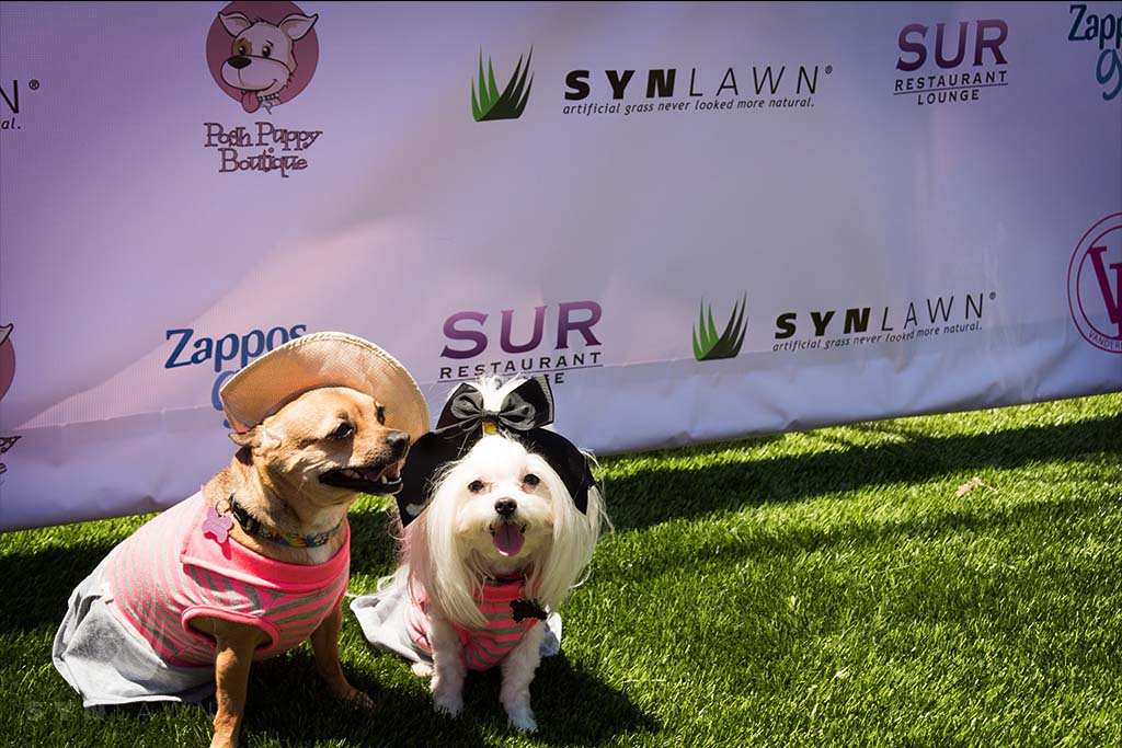 image of dogs at vanderpump foundation world dog day