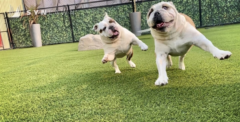 Patios multifamiliares que admiten mascotas