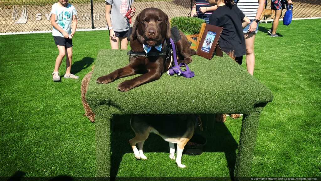 image of synlawn artificial pet grass at barkwood dog park