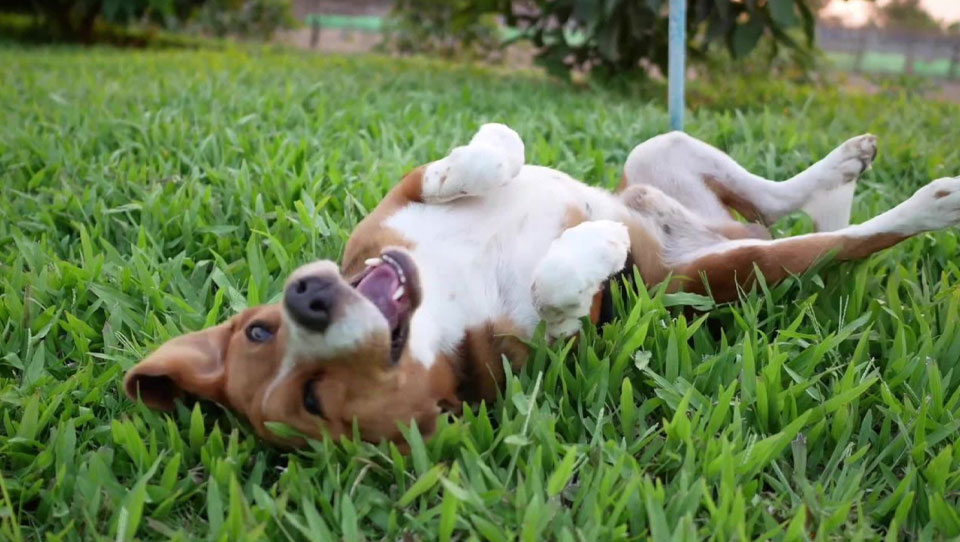 image of a dog playing in synlawn grass