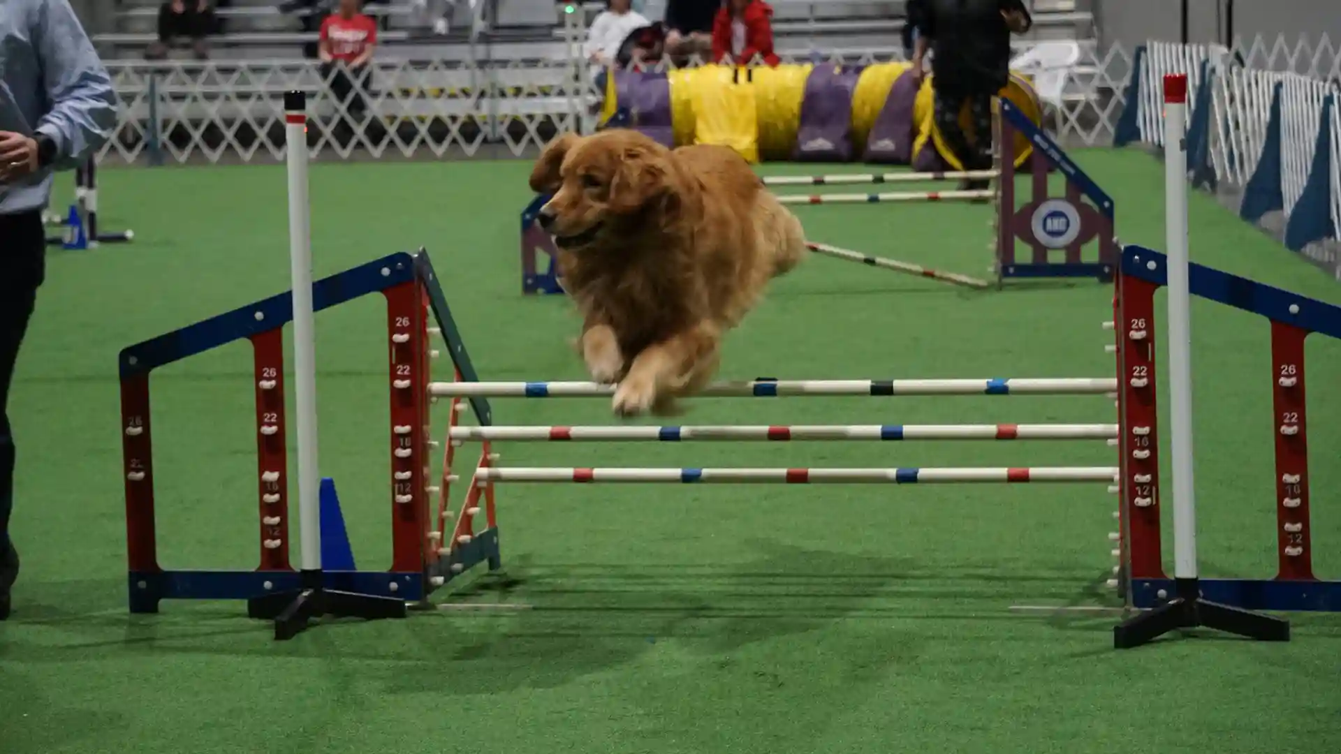 Rose City Classic Upgrades Dog Agility Arena with Premium Artificial Turf