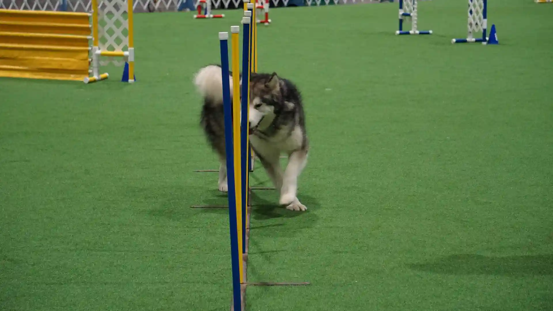 image of SYNLawn artificial pet grass grass at the Rose City Classic Dog Show indoor arena located in Portland Oregon
