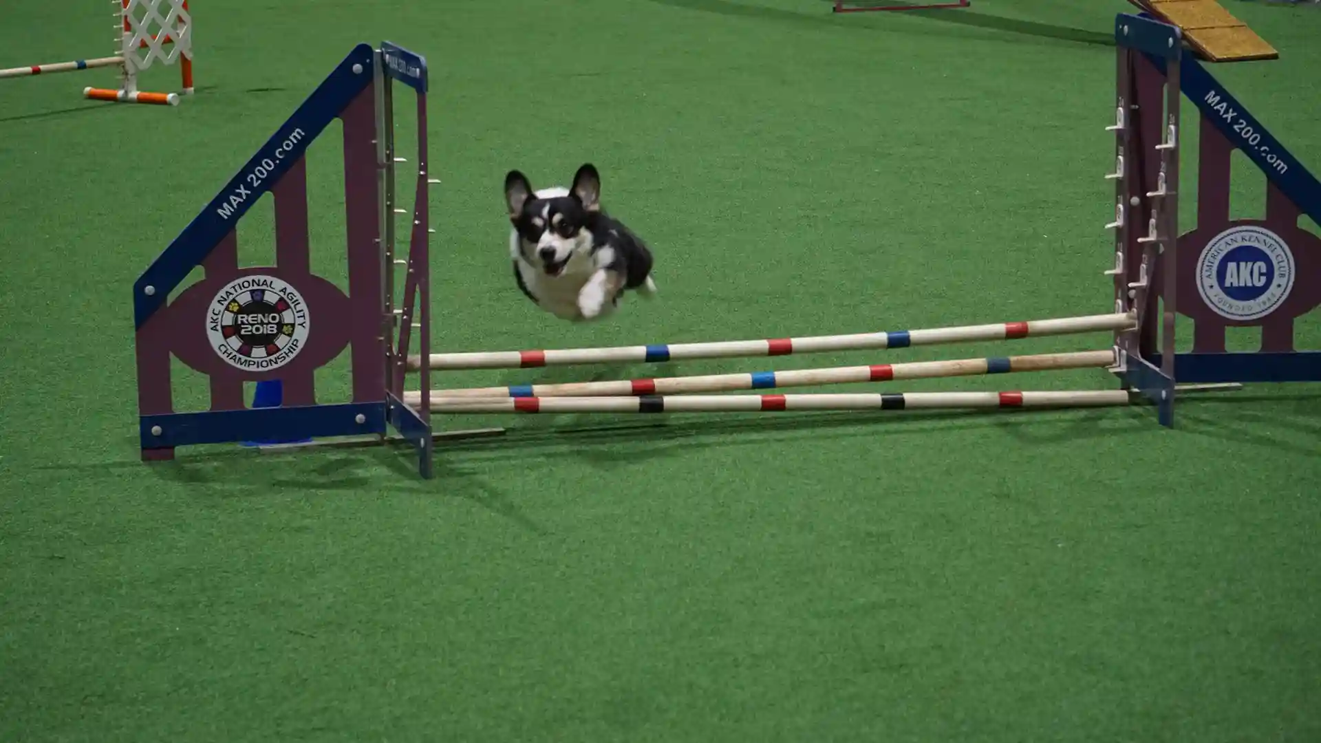 image of SYNLawn artificial pet grass grass at the Rose City Classic Dog Show indoor arena located in Portland Oregon