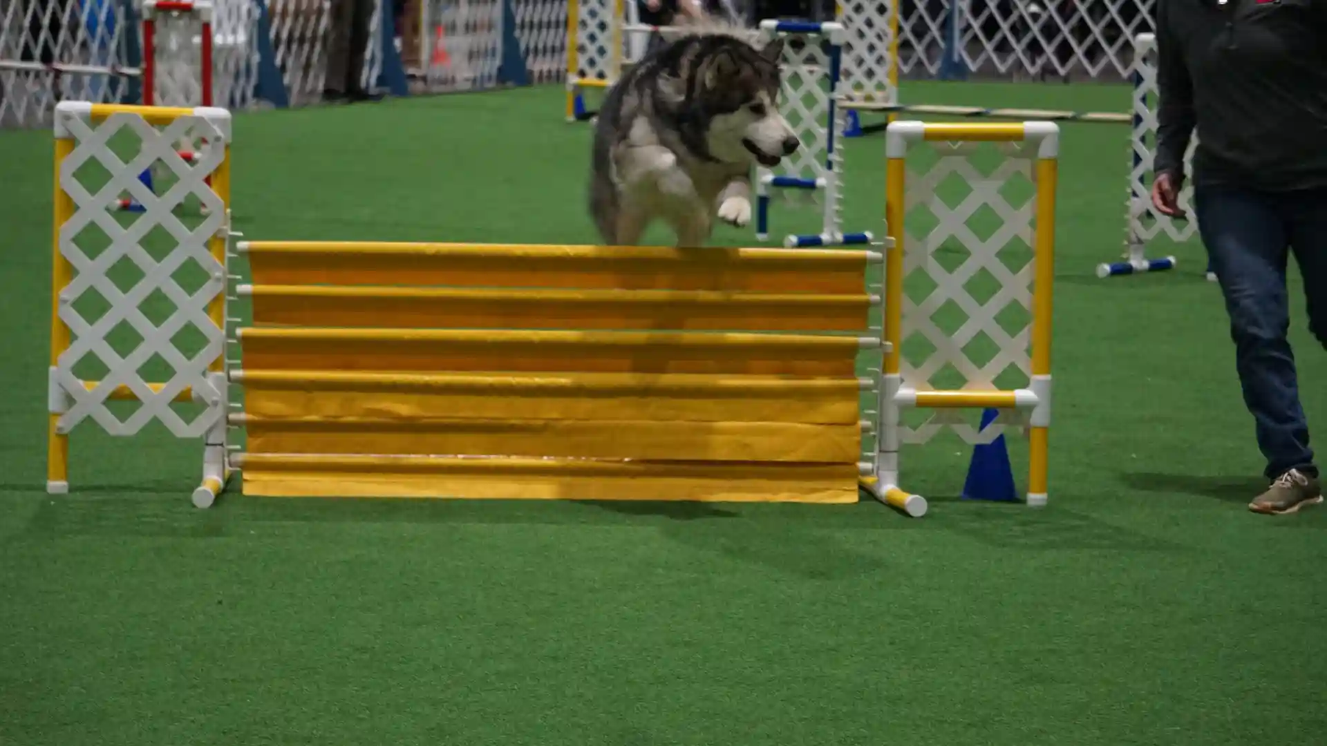 image of SYNLawn artificial pet grass grass at the Rose City Classic Dog Show indoor arena located in Portland Oregon