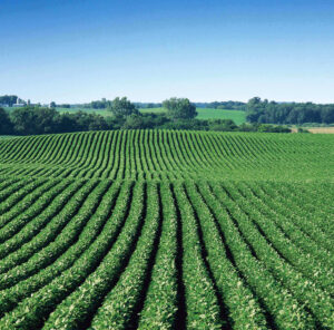 Rows of soy in a field.