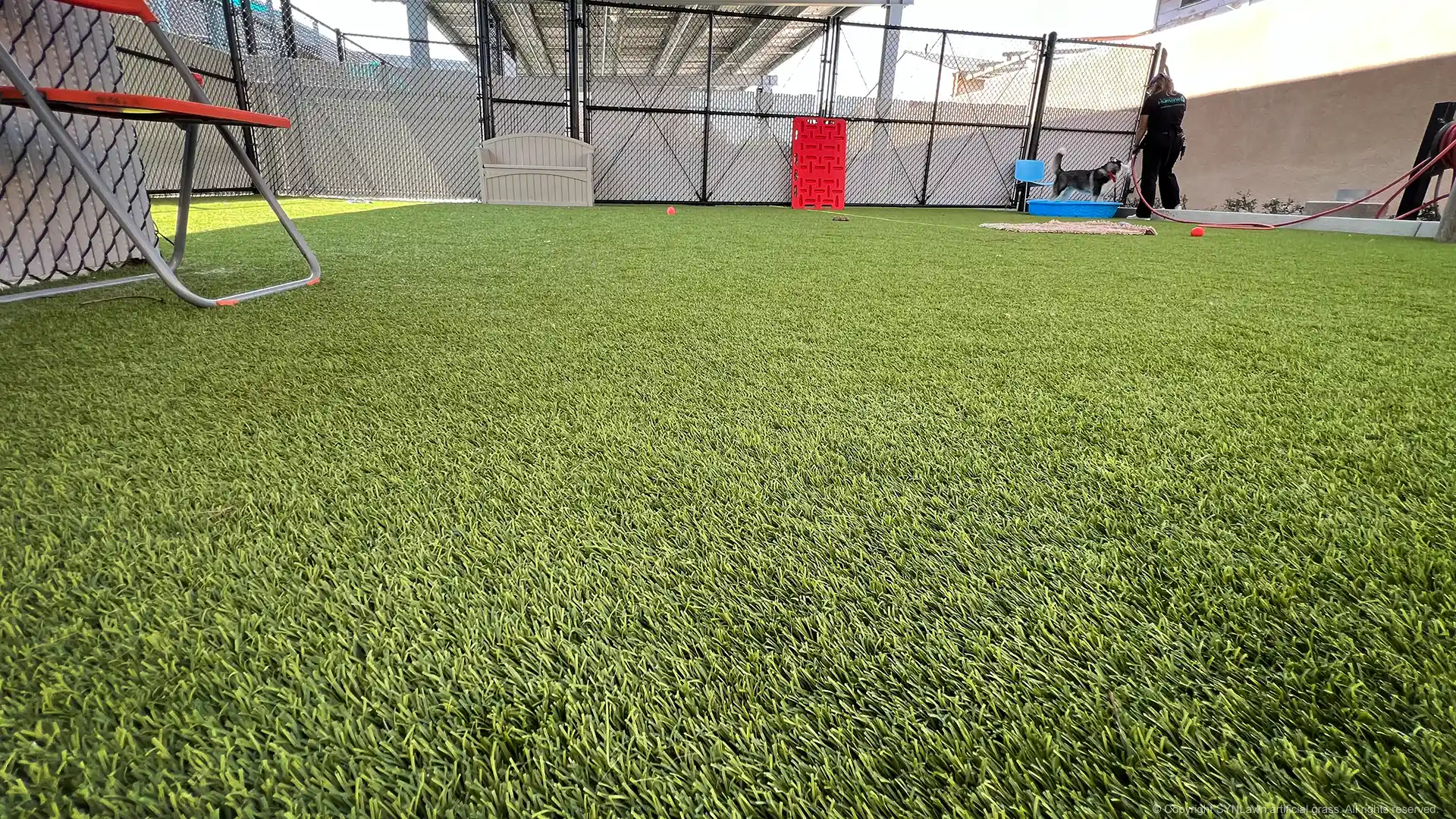 Husky gets a bath on pet safe artificial grass located at the San Diego Humane Society image of pet safe artificial grass at the san diego california humane society
