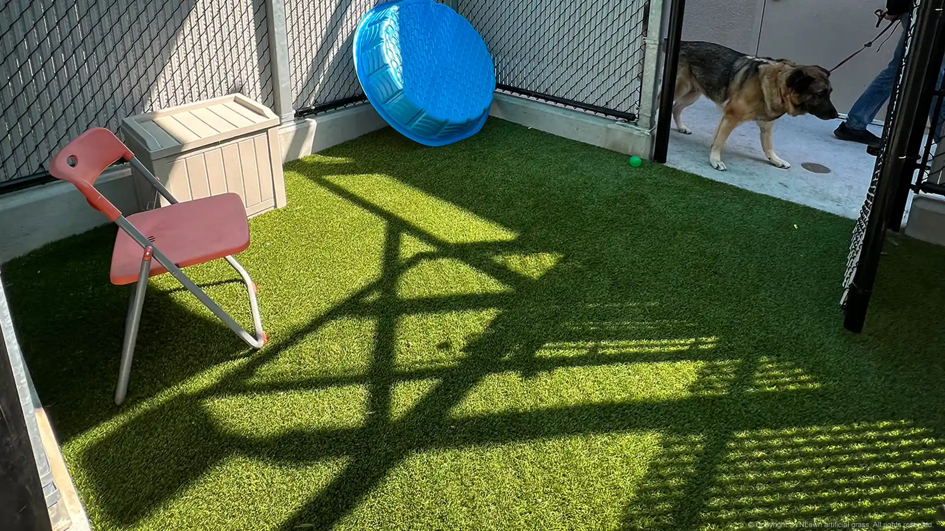 Perfect for dog exercise and agility SYNLawn's pet turf increases pet adoptability image of pet safe artificial grass at the san diego california humane society