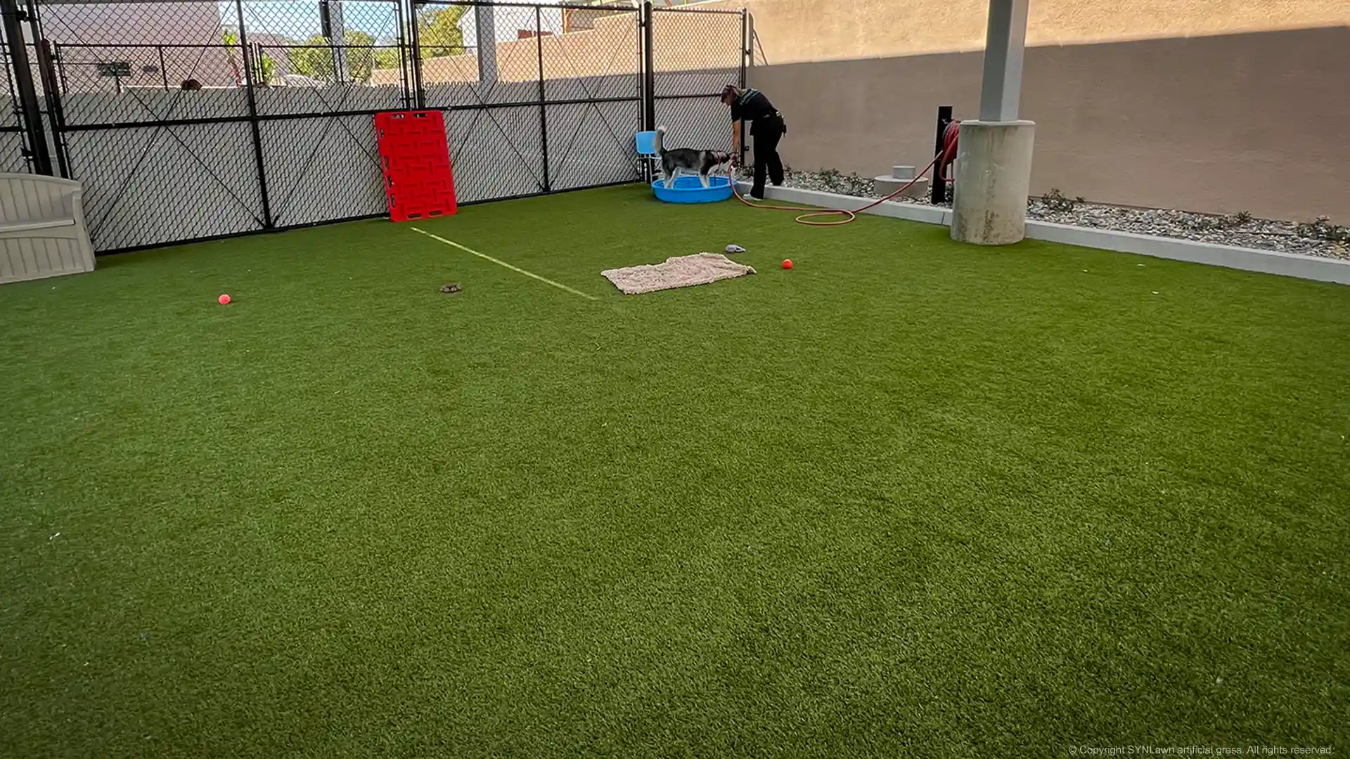 Husky gets a bath on pet safe artificial grass located at the San Diego Humane Society image of pet safe artificial grass at the san diego california humane society